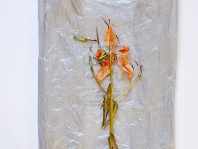 A dried flower